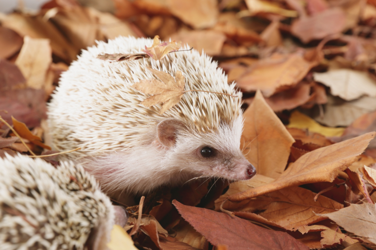 Hedgehog house lucy electric csr